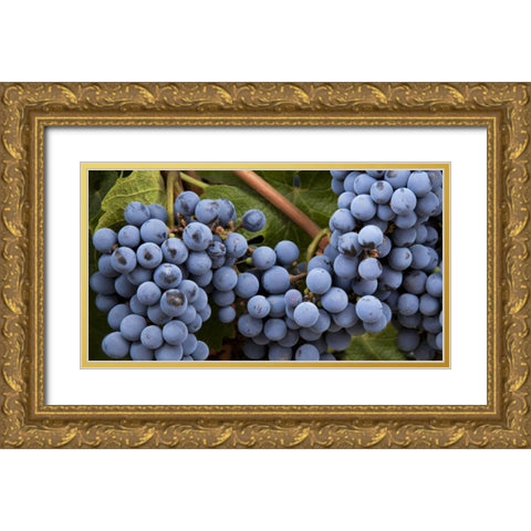 Argentina, Mendoza Purple grapes on the vine Gold Ornate Wood Framed Art Print with Double Matting by Kaveney, Wendy