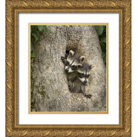 Minnesota, Sandstone Raccoons in a hollow tree Gold Ornate Wood Framed Art Print with Double Matting by Kaveney, Wendy
