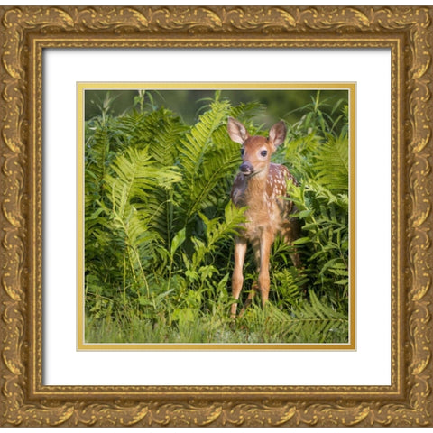 Minnesota White-tailed deer fawn in ferns Gold Ornate Wood Framed Art Print with Double Matting by Kaveney, Wendy