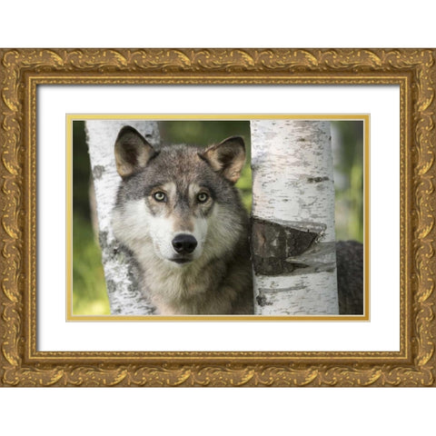 Minnesota, Sandstone Gray wolf between birch Gold Ornate Wood Framed Art Print with Double Matting by Kaveney, Wendy