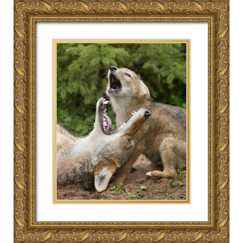 Minnesota, Sandstone Coyote and pup howling Gold Ornate Wood Framed Art Print with Double Matting by Kaveney, Wendy