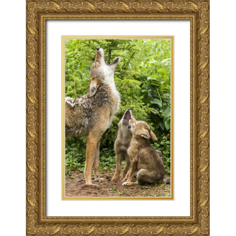 Minnesota, Sandstone Coyote mother and pups howl Gold Ornate Wood Framed Art Print with Double Matting by Kaveney, Wendy