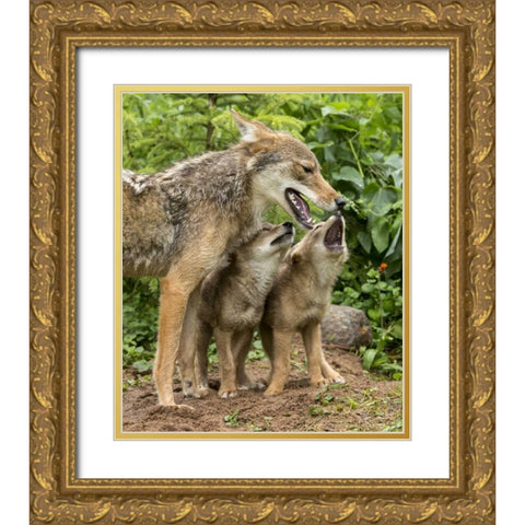 Minnesota Coyote mother and pups begin howling Gold Ornate Wood Framed Art Print with Double Matting by Kaveney, Wendy