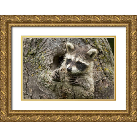 Minnesota, Sandstone Raccoon in a hollow tree Gold Ornate Wood Framed Art Print with Double Matting by Kaveney, Wendy