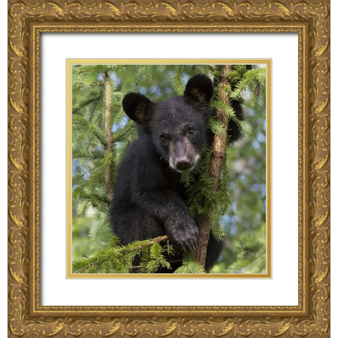 Minnesota, Sandstone Black bear cub in a tree Gold Ornate Wood Framed Art Print with Double Matting by Kaveney, Wendy