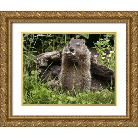 Minnesota, Sandstone Groundhog eating a flower Gold Ornate Wood Framed Art Print with Double Matting by Kaveney, Wendy