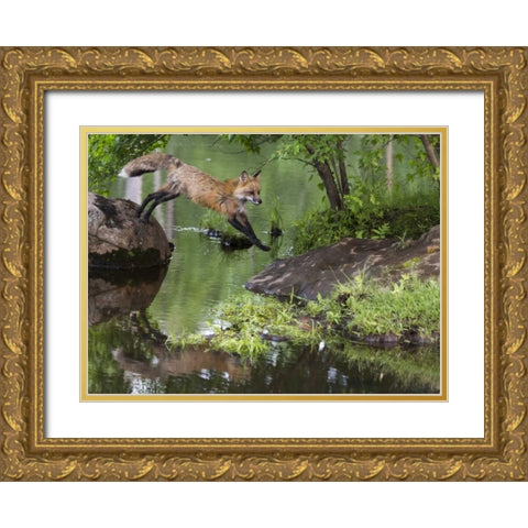 Minnesota, Sandstone Red fox leaping Gold Ornate Wood Framed Art Print with Double Matting by Kaveney, Wendy