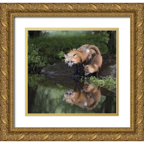 Minnesota, Sandstone Red fox and kit Gold Ornate Wood Framed Art Print with Double Matting by Kaveney, Wendy