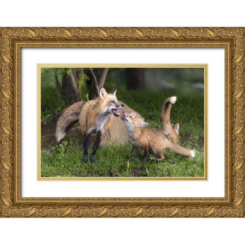 Minnesota, Sandstone Red fox and pup interacting Gold Ornate Wood Framed Art Print with Double Matting by Kaveney, Wendy