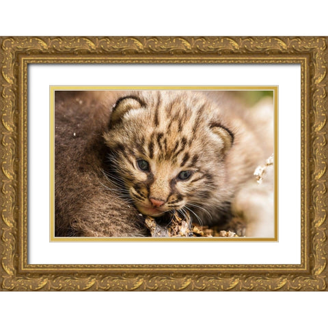 Minnesota-Pine County Bobcat kitten close-up  Gold Ornate Wood Framed Art Print with Double Matting by Jaynes Gallery
