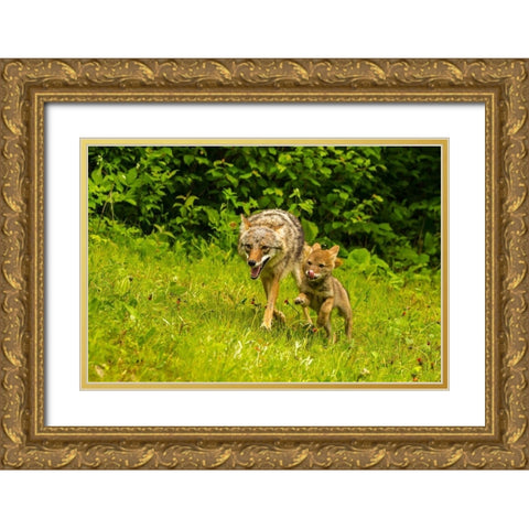 Minnesota-Pine County Coyote mother with pup  Gold Ornate Wood Framed Art Print with Double Matting by Jaynes Gallery