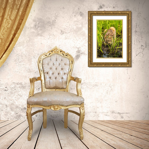 Minnesota-Pine County Lynx close-up  Gold Ornate Wood Framed Art Print with Double Matting by Jaynes Gallery