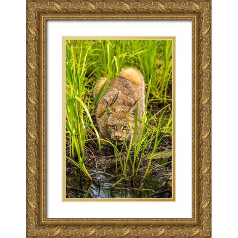 Minnesota-Pine County Lynx close-up  Gold Ornate Wood Framed Art Print with Double Matting by Jaynes Gallery