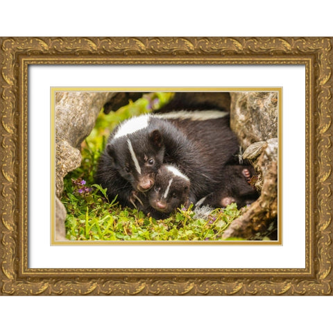 Minnesota-striped skunk-mother and kit in log-captive Gold Ornate Wood Framed Art Print with Double Matting by Jaynes Gallery