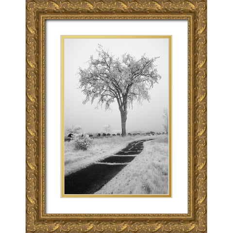 USA-Minnesota-Duluth-Park Point-Boardwalk over Dunes Gold Ornate Wood Framed Art Print with Double Matting by Hawkins, Peter