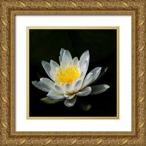 USA-Minnesota-La Salle Lake State Recration Area-La Salle Creek-Water Lilly Gold Ornate Wood Framed Art Print with Double Matting by Hawkins, Peter