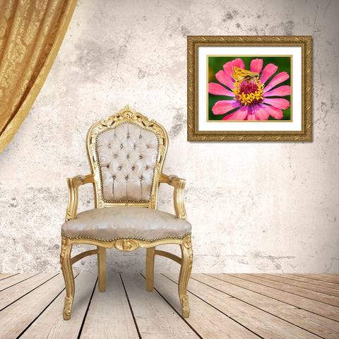 A skipper lands on a zinnia flower Gold Ornate Wood Framed Art Print with Double Matting by Richardson, Larry