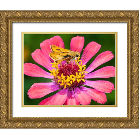 A skipper lands on a zinnia flower Gold Ornate Wood Framed Art Print with Double Matting by Richardson, Larry