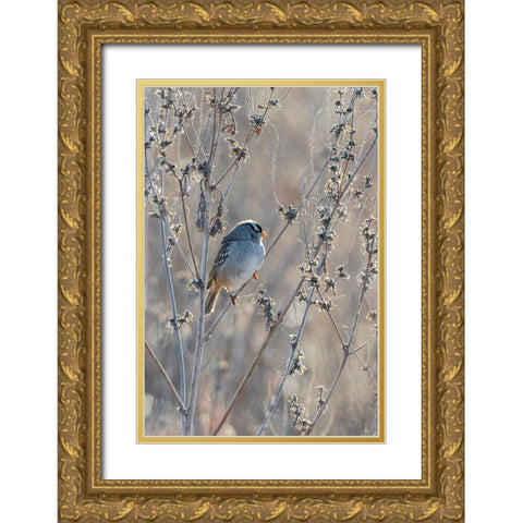 White-crowned Sparrow-Zonotrichia leucophrys-St-Charles County-Missouri Gold Ornate Wood Framed Art Print with Double Matting by Day, Richard and Susan