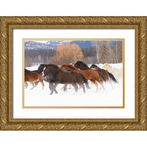 Rodeo horses running during winter roundup-Kalispell-Montana Gold Ornate Wood Framed Art Print with Double Matting by Jones, Adam