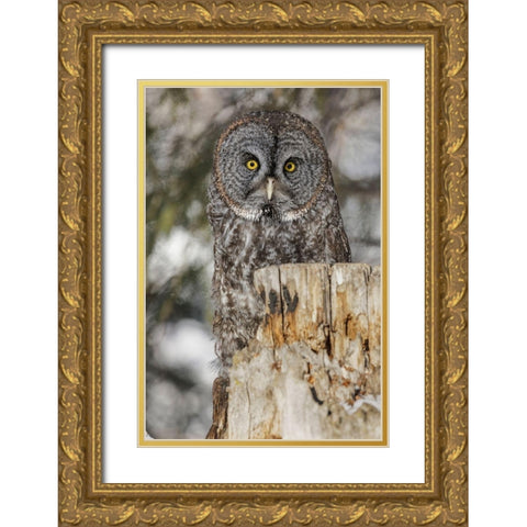 Great grey owl-Strix nebulosa-controlled situation Gold Ornate Wood Framed Art Print with Double Matting by Jones, Adam