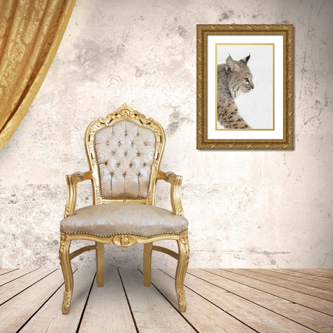 Bobcat in snow-Lynx rufus-controlled situation-Montana Gold Ornate Wood Framed Art Print with Double Matting by Jones, Adam