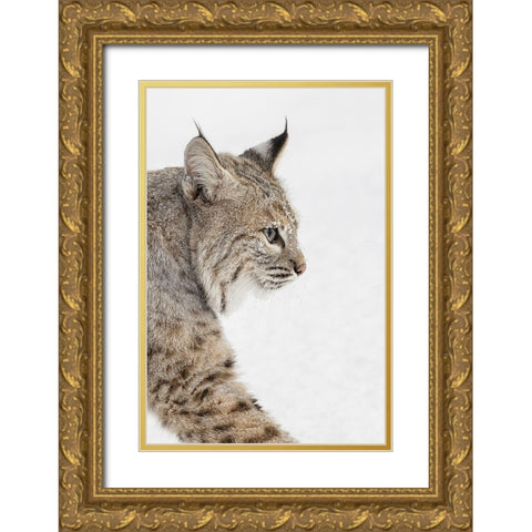Bobcat in snow-Lynx rufus-controlled situation-Montana Gold Ornate Wood Framed Art Print with Double Matting by Jones, Adam