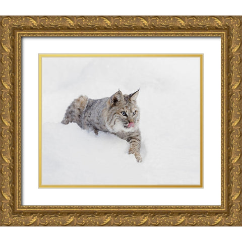 Bobcat in snow-Lynx rufus-controlled situation-Montana Gold Ornate Wood Framed Art Print with Double Matting by Jones, Adam