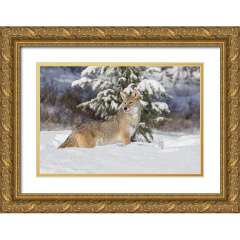 Coyote in deep winter snow-Canis latrans-controlled situation-Montana Gold Ornate Wood Framed Art Print with Double Matting by Jones, Adam