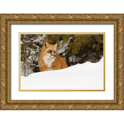 Red fox in deep winter snow-Vulpes vulpes-controlled situation-Montana Gold Ornate Wood Framed Art Print with Double Matting by Jones, Adam