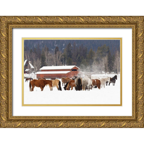 Rodeo horses running during winter roundup-Kalispell-Montana Gold Ornate Wood Framed Art Print with Double Matting by Jones, Adam