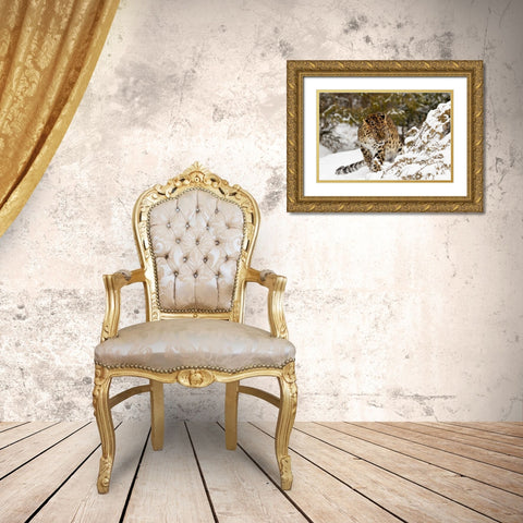 Amur leopard-Panthera pardus orientalis-controlled situation Gold Ornate Wood Framed Art Print with Double Matting by Jones, Adam