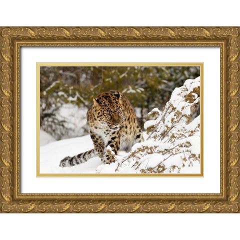Amur leopard-Panthera pardus orientalis-controlled situation Gold Ornate Wood Framed Art Print with Double Matting by Jones, Adam