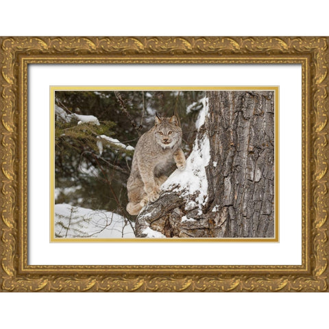 Canada lynx in winter-Lynx canadensis-controlled situation Gold Ornate Wood Framed Art Print with Double Matting by Jones, Adam