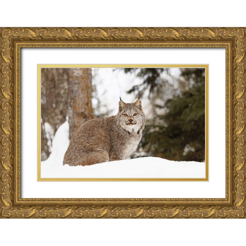 Canada lynx in winter-Lynx canadensis-controlled situation Gold Ornate Wood Framed Art Print with Double Matting by Jones, Adam