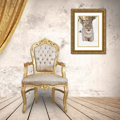 Canada lynx in winter-Lynx canadensis-controlled situation Gold Ornate Wood Framed Art Print with Double Matting by Jones, Adam