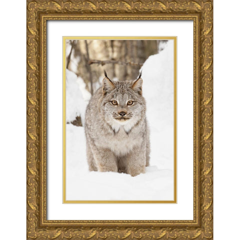 Canada lynx in winter-Lynx canadensis-controlled situation Gold Ornate Wood Framed Art Print with Double Matting by Jones, Adam