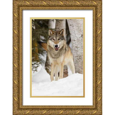 Tundra wolf-Canis lupus albus-in winter-controlled situation-Montana Gold Ornate Wood Framed Art Print with Double Matting by Jones, Adam