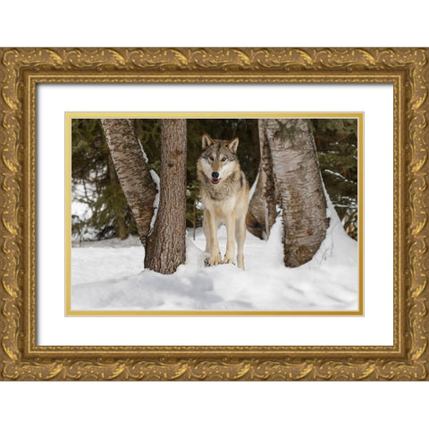 Tundra wolf-Canis lupus albus-in winter-controlled situation-Montana Gold Ornate Wood Framed Art Print with Double Matting by Jones, Adam