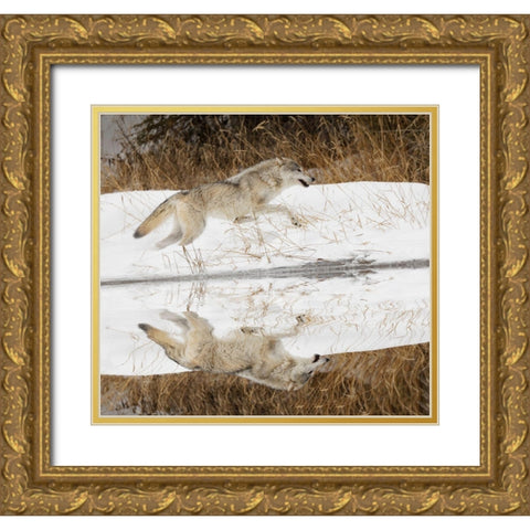 Tundra wolf running-Canis lupus albus-in winter-controlled situation-Montana Gold Ornate Wood Framed Art Print with Double Matting by Jones, Adam
