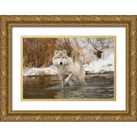 Tundra wolf-Canis lupus albus-in winter-controlled situation-Montana Gold Ornate Wood Framed Art Print with Double Matting by Jones, Adam