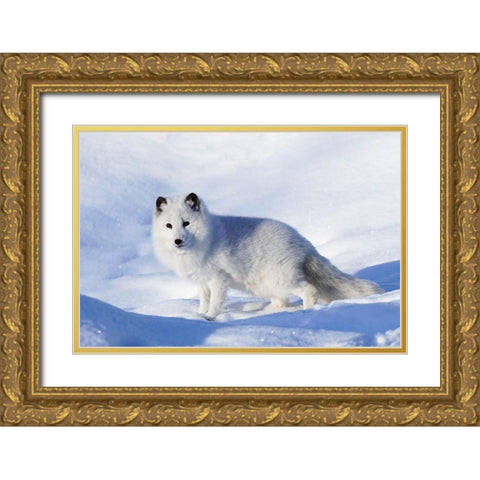 Arctic fox in winter-Vulpes lagopus-controlled situation Gold Ornate Wood Framed Art Print with Double Matting by Jones, Adam