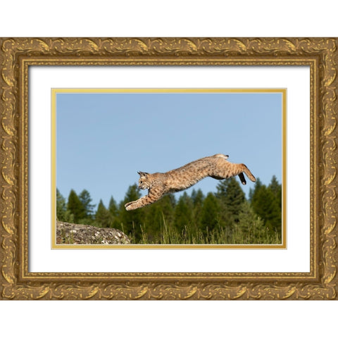 Bobcat jumping-Lynx Rufus Captive Gold Ornate Wood Framed Art Print with Double Matting by Jones, Adam