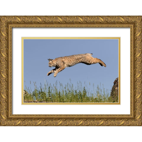 Bobcat jumping-Lynx Rufus Captive Gold Ornate Wood Framed Art Print with Double Matting by Jones, Adam