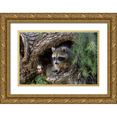 North American raccoon-in hollow log-Procyon lotor-Montana Gold Ornate Wood Framed Art Print with Double Matting by Jones, Adam