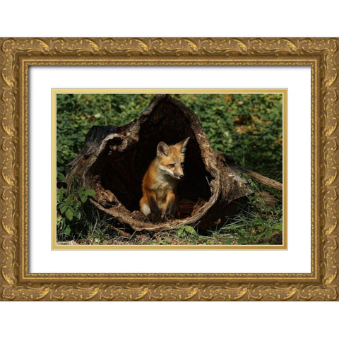 Red Fox kit-Vulpes Vulpes Captive Gold Ornate Wood Framed Art Print with Double Matting by Jones, Adam