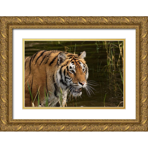 Siberian Tiger-Panthera tigris Altaic Captive Gold Ornate Wood Framed Art Print with Double Matting by Jones, Adam