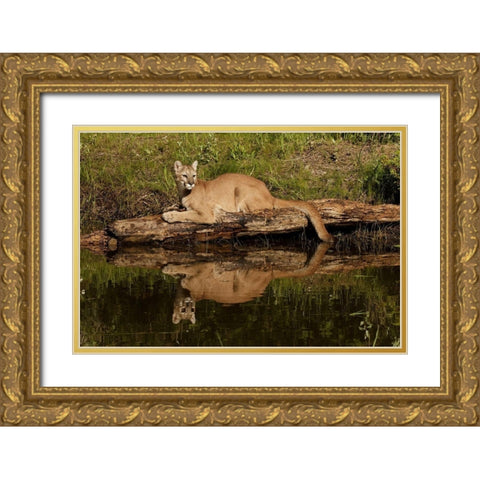 Mountain lion and reflection on pond-Kalispell-Montana controlled situation Puma concolor Gold Ornate Wood Framed Art Print with Double Matting by Jones, Adam
