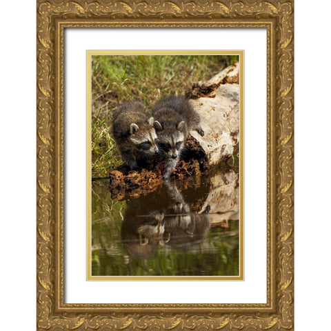 North American raccoon-and reflection on pond-Procyon lotor-Montana Gold Ornate Wood Framed Art Print with Double Matting by Jones, Adam