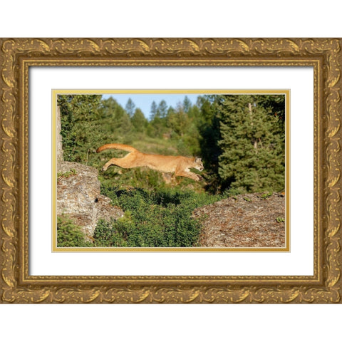 Mountain lion jumping across rocks-Puma concolor-Captive Gold Ornate Wood Framed Art Print with Double Matting by Jones, Adam